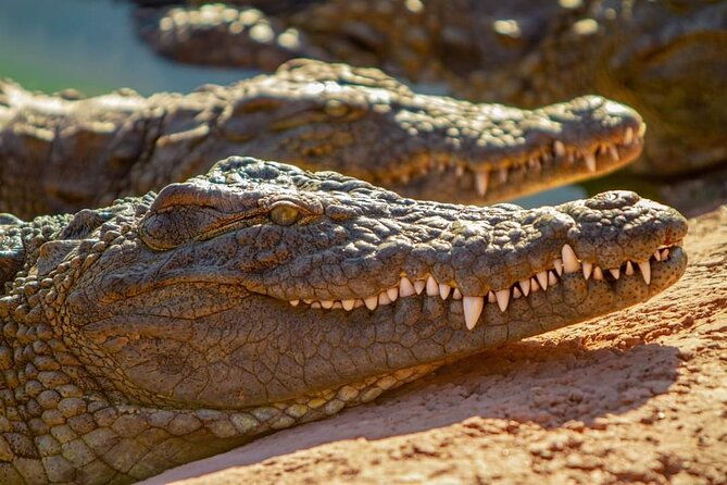 Agadir Crocoparc Tickets & Shuttle Service - Customer Experiences
