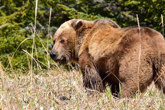 Alaska Bear Viewing Adventure From Seward - Packrafting Adventure on Kenai River