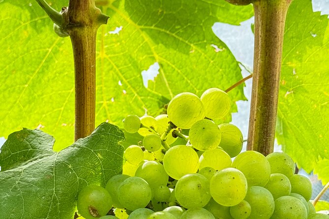 All Inclusive Sake BRE and Winery Tour With View of Mt. Fuji - Booking Information