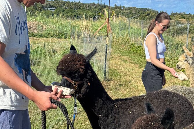 Alpaca Farm Experience on the Road to Hana - Getting to the Alpaca Farm
