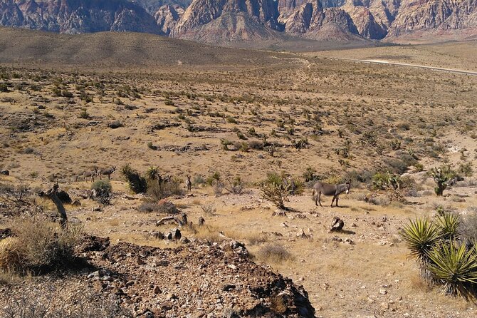Animal Petting and Sunset Hike in Las Vegas - Optional Activity Add-Ons
