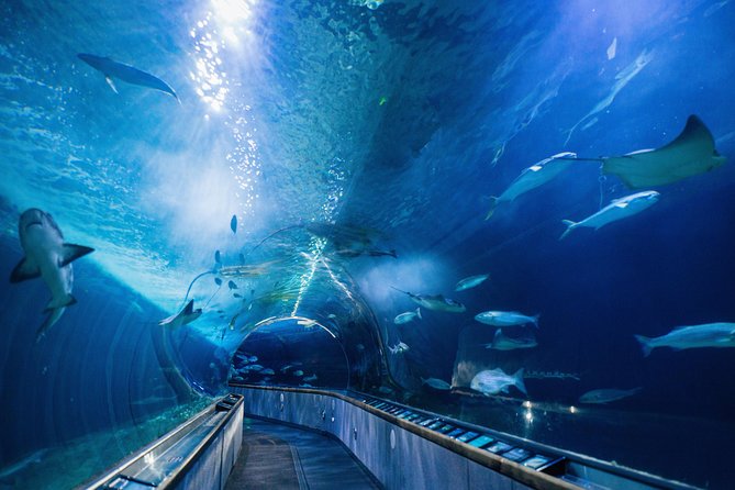 Aquarium of the Bay General Admission Ticket - Fees and Cancellation Policy