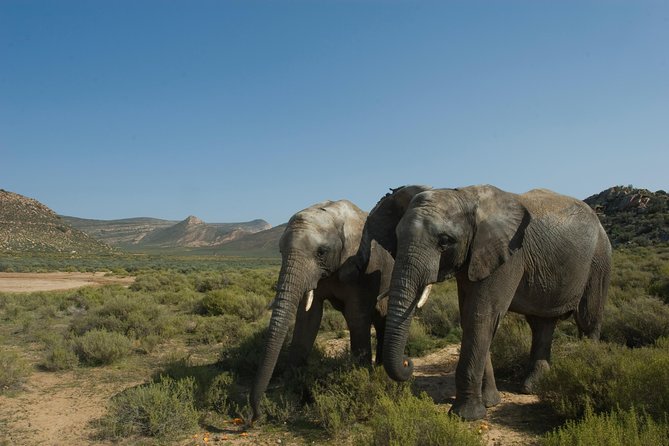 Aquila Safari Game Drive, Lunch & Shared Transfers From Cape Town - Additional Experiences Available