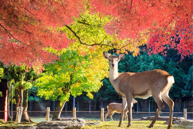 Arima Onsen, TōDai-Ji, Kobe Sanda Outlets & Nara Park From Osaka - Inclusions and Requirements