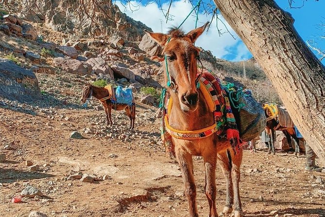 Atlas Mountain & Camel Ride, Day Trip - Customer Reviews and Ratings
