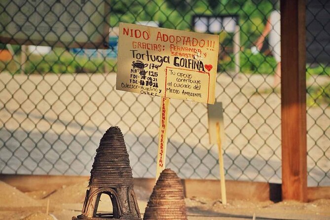 Baby Turtle Release Tour + Pick up + Courtesy in Puerto Escondido! - Pricing Information