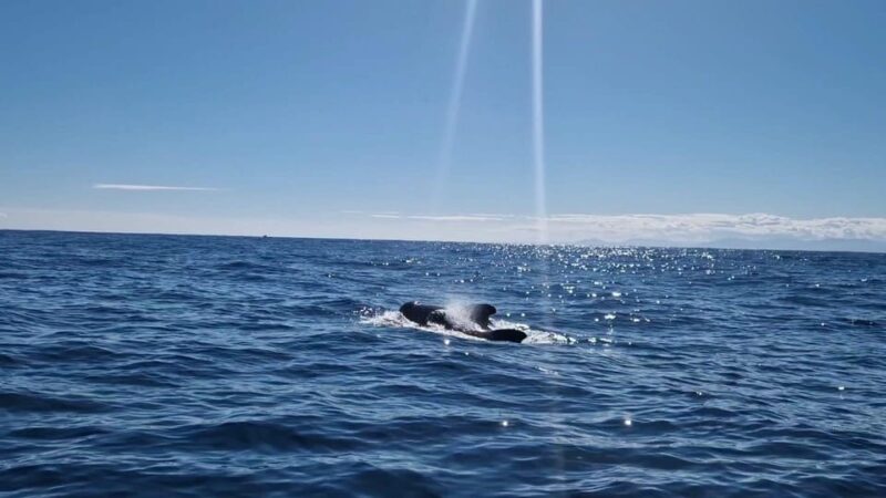 Basque Country: Dolphin Watching Boat Trip - What to Expect