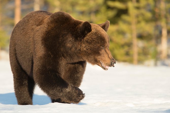 Bear Watching, Night Trip - Safety and Health Precautions