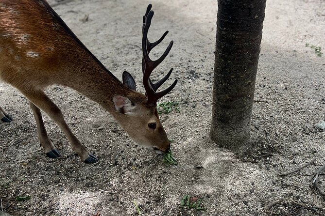 Beautiful Hiroshima, Peace Park and Miyajima Island - Experiencing the Hokoku Shrine