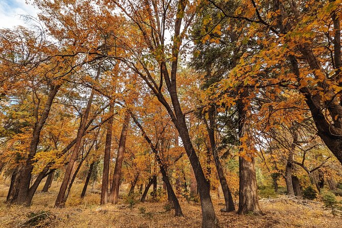 Big Bear Fall Colors Hiking Tour in Southern California - Exploring the Autumn Splendor
