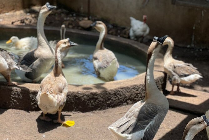 Bird Aviary/Shopping & Beach Day Out in Montego Bay - Highlights of the Excursion