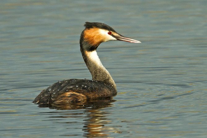 Birding in Tavira and Ria Formosa: Your Nemesis Bird Destination - Self-Guided - Maximizing Your Birding Opportunities
