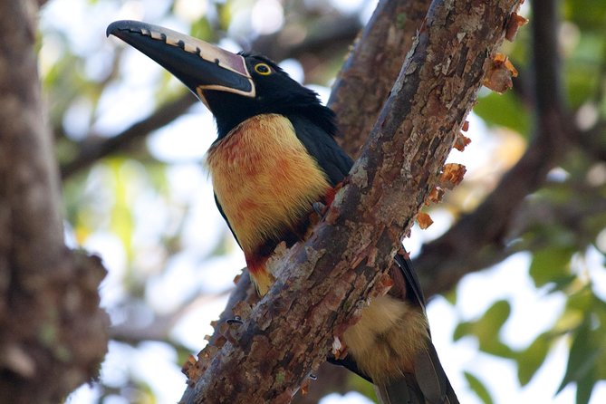 Birdwatching Sian Kaan Biosphere Reserve - Pricing Information