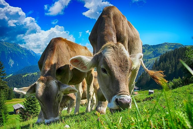 Bled & Bohinj Lakes,Alpine Fairytale With Triglav National Park Panoramic Drives - Meeting and Pickup Information