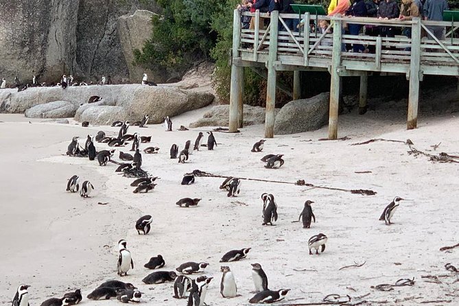 Boulders Beach Penguins and Wine Tasting Full Day Tour - Accessibility Information