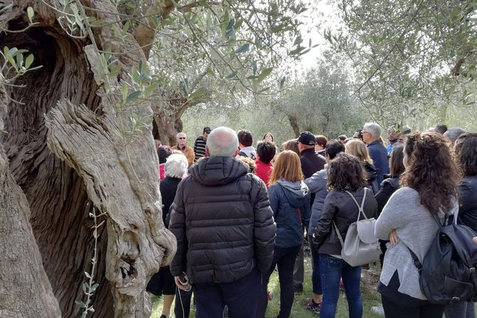 Brisighella Guided Tour With Lunch - Tasting of Extra Virgin Olive Oil
