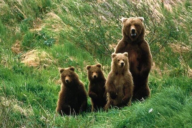 Brown Bear Watching Experience at the Bear Sanctuary - Booking Process