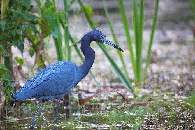 Bus From Miami to Everglades With Airboat Ride and a Free Picture - Review Insights