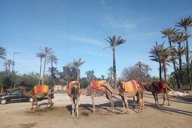 Camel Ride Tour in Marrakech - Reviews and Experiences