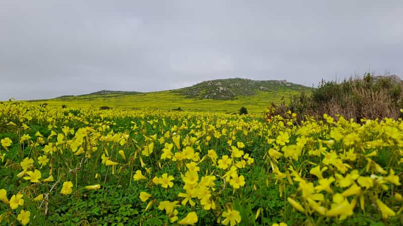 Cape Town: West Coast Full Day Tour
