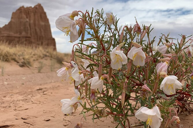 Capitol Reef Half Day Temples of the Sun and Moon - Tips for a Great Experience