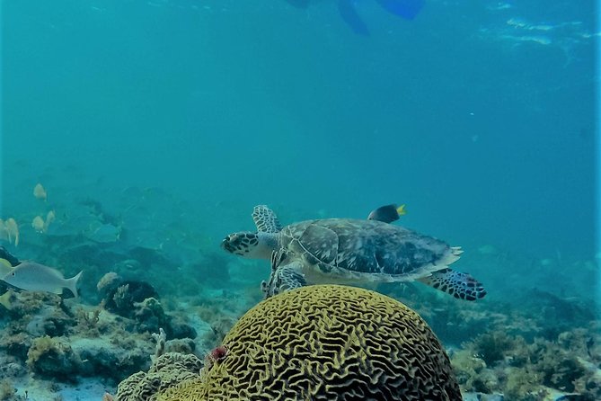 Catamaran Group Sightseeing, Snorkeling Tour Isla Mujeres - Guest Experiences