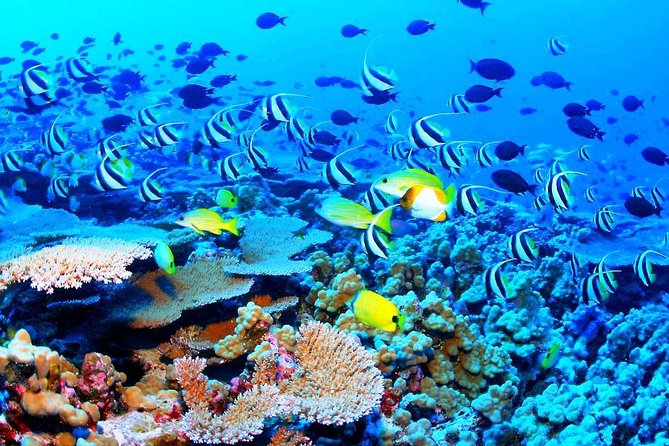 Catamaran Sail and Snorkeling Tour With Open Bar in Puerto Morelos - Booking and Cancellation Policy