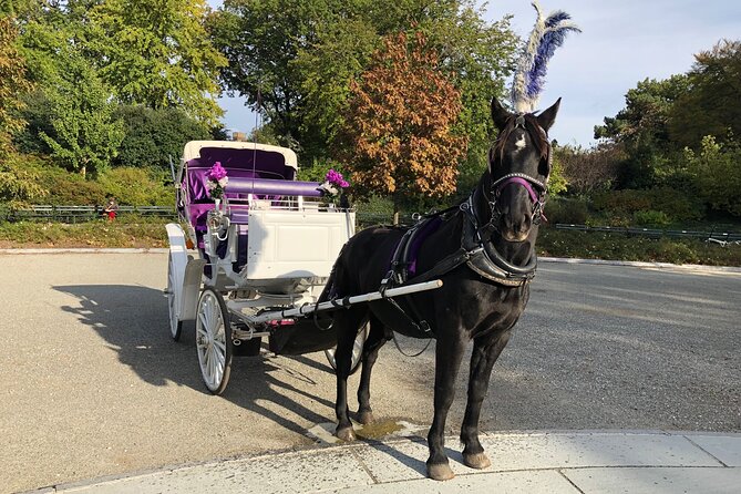 Central Park Horse Carriage Rides Since 2005 - Established in 2005