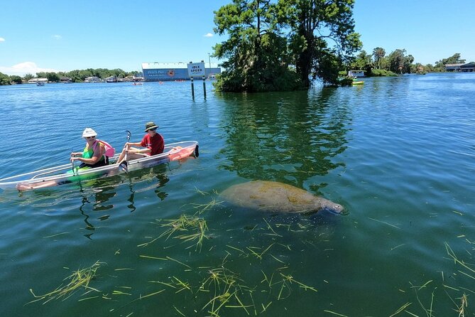Clear Kayak Manatee Viewing Tour Review - Memorable Moments