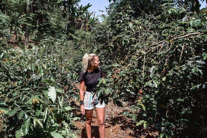 Coffee Tour Experience From Arusha - Health and Safety Guidelines