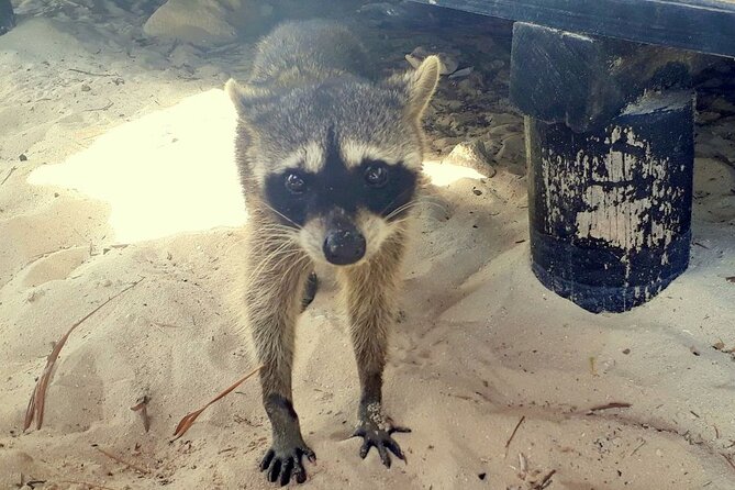 Cozumel National Park and Beach Break: Private Tour - Highlights of the Experience
