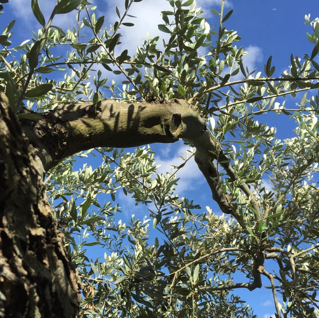 Crete, Visit Cave of Zeus, Taste 0live Oil and Cretan Food - Inclusions