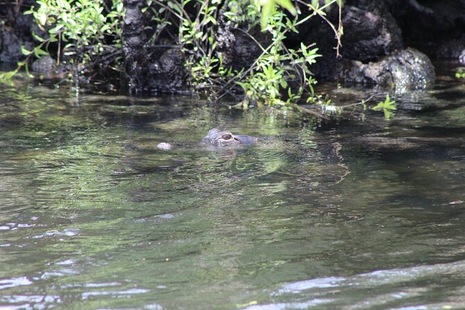 Crystal River National Wildlife Refuge Sightseeing Cruise - Guest Experiences and Reviews