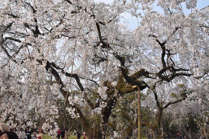 Cycle Kyotos Hidden Gems & Gion Stroll - The Convenience of Electric Bikes