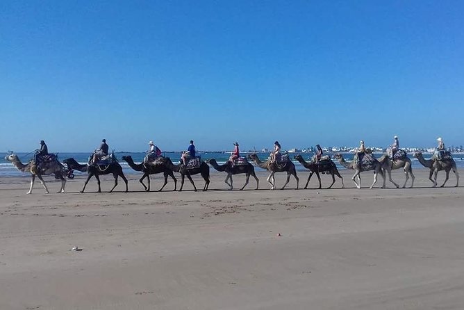 Day Camel Ride With Picnic on Essaouiras Beach - Tips for Your Camel Ride
