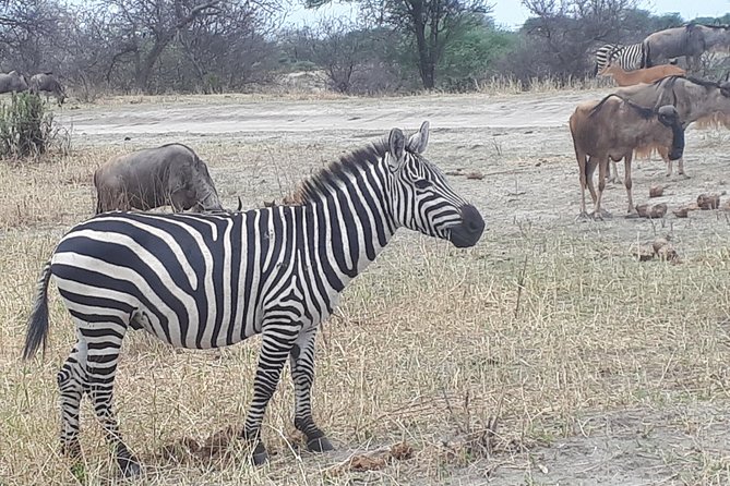 Day Trip Lake Manyara - Booking Information and Tips