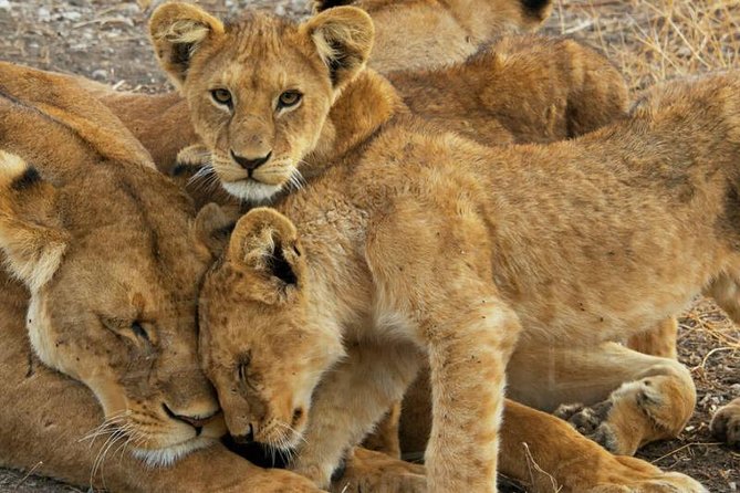 Day Trip to Selous National Park From Zanzibar or Dar Es Salaam - Booking Information