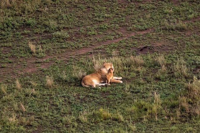 Day Trip To Tarangire National Park - Tips for Your Trip