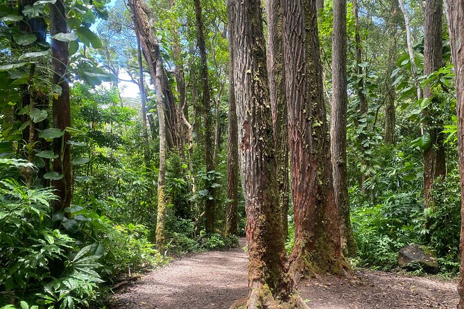 Diamond Head and Manoa Falls Self Guided Hiking Combination Tour - Hiking Experience