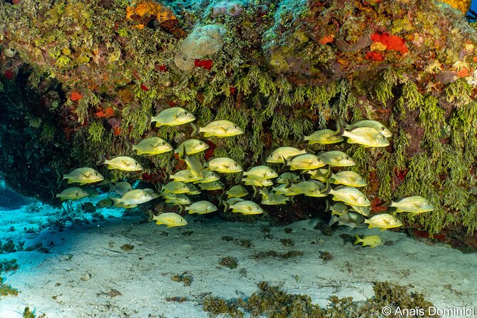 Discover Scuba Diving at Cozumel Marine Park - Reviews and Ratings
