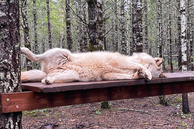 Discover the Beauty of the Wild & Roam in the Spirit of the Wolf - Flexible Booking and Pricing Options