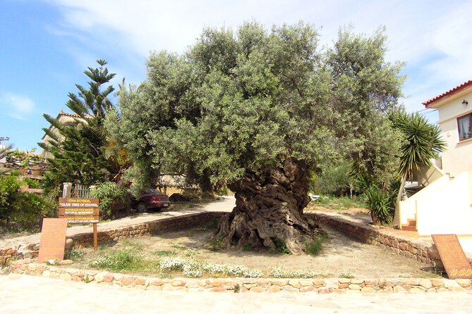 Discovering Ancient Olive Tree and Historic Olive Mill and Winery - Ask Away