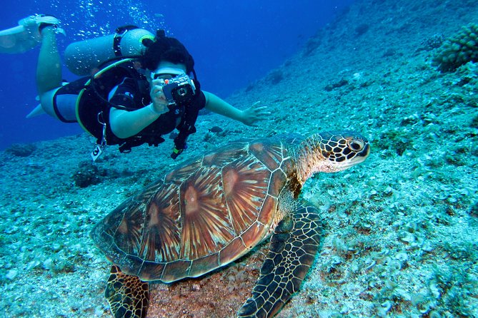 Diving Baptism - Reviews and Ratings