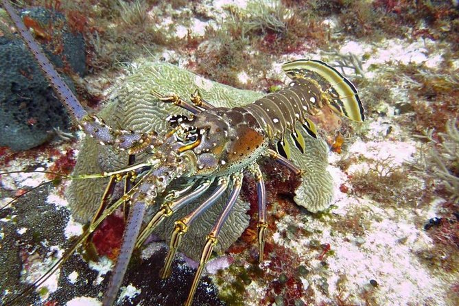 Diving Package Sea and Cenotes - Booking Process and Pricing