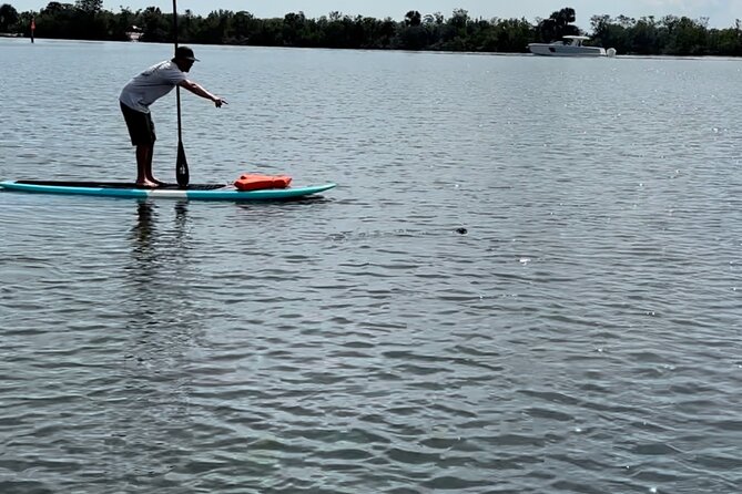 Dolphin and Manatee Adventure Tour of Merritt Island - Encountering Diverse Marine Life