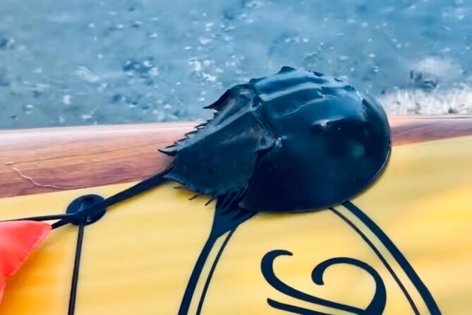 Dolphin and Manatee Kayak and SUP Adventure Tour of Cocoa Beach - Pricing and Value