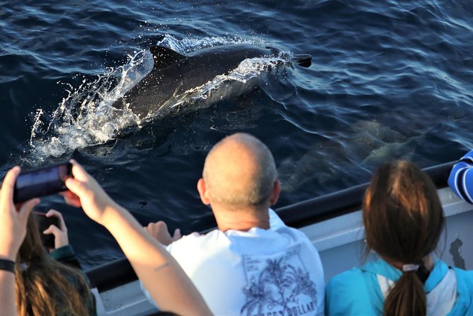 Dolphin and Whale Watching Sunset Cruise - What to Expect