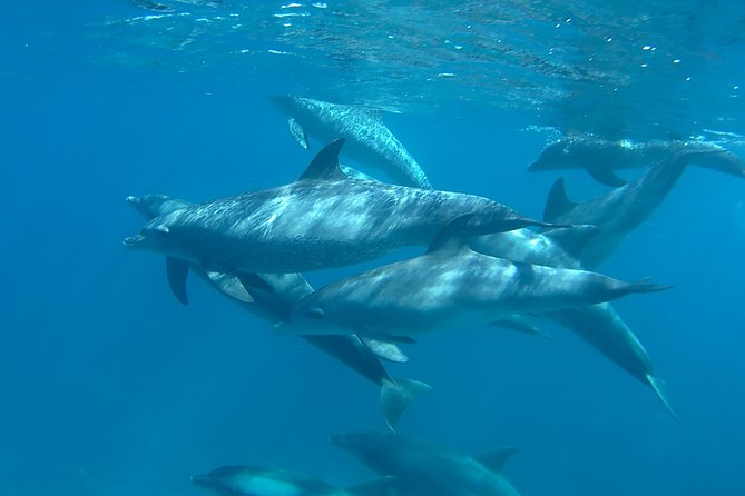 Dolphin House Royal Sea Trip Luxury Boat With Transfer - Hurghada - Additional Information