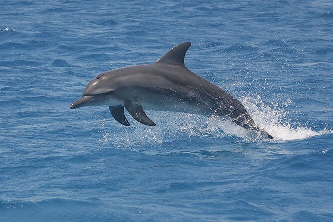 Dolphin & Josani Forest Snorkel Sea Excursion - Zanzibar - Customer Reviews and Ratings