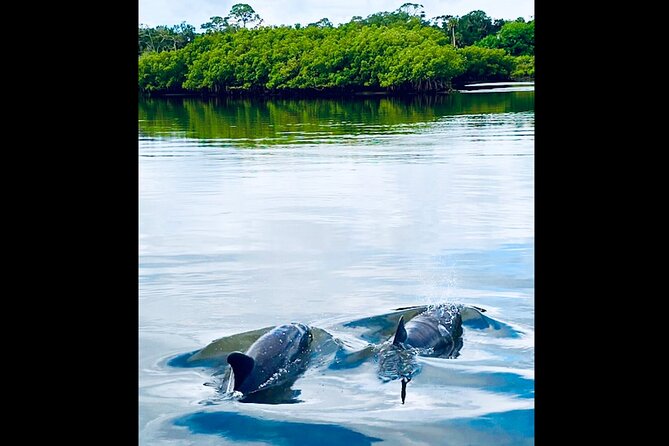 Dolphin, Manatee and Sea Turtle Kayak Adventure - Health Advisory and Accessibility